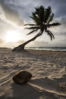 Coconut Paradise. Creator: Joshua Johnston