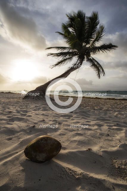 Coconut Paradise. Creator: Joshua Johnston.