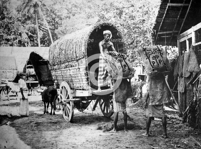 Coconut production, India, 20th century. Artist: Unknown