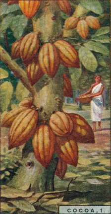 Cocoa, 1. - Cacao Tree, Trinidad 1928