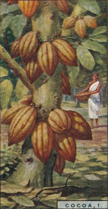 Cocoa, 1. - Cacao Tree, Trinidad 1928