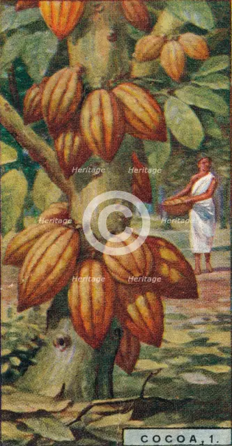 'Cocoa, 1. - Cacao Tree, Trinidad', 1928. Artist: Unknown.