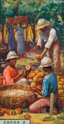 Cocoa, 2. - Opening the Pods, Trinidad 1928
