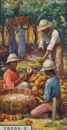 Cocoa, 2. - Opening the Pods, Trinidad 1928