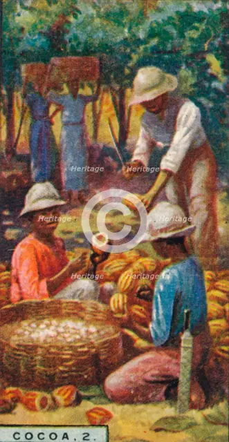 'Cocoa, 2. - Opening the Pods, Trinidad', 1928. Artist: Unknown.