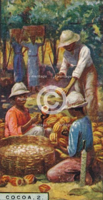 'Cocoa, 2. - Opening the Pods, Trinidad', 1928. Artist: Unknown.