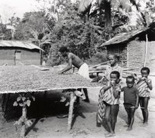 Cocoa bean drying, 1975