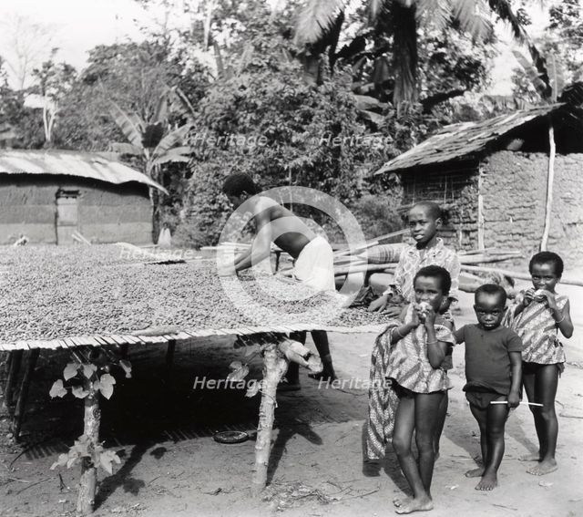 Cocoa bean drying, 1975. Artist: Unknown