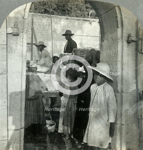 'Cocoa Fresh from the Pods, Dominica, B.W.I.', 1893.  Creator: Keystone View Company.