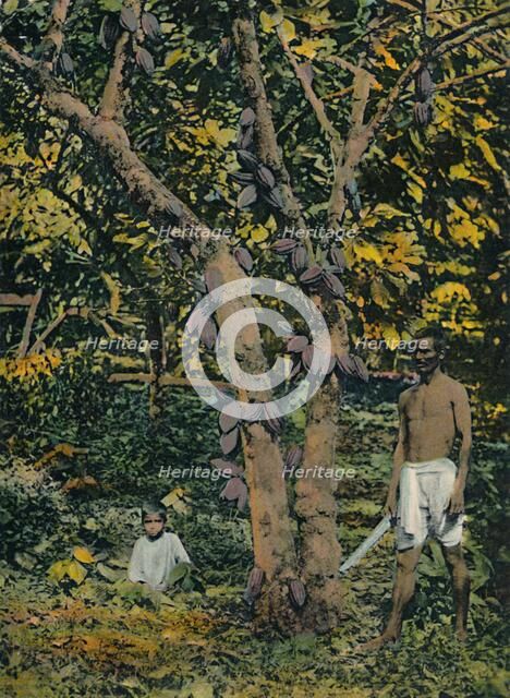 'Cocoa in full bearing', Trinidad and Tobago, c1914. Creator: Unknown.