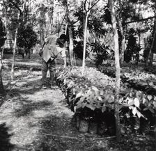 Cocoa Nursery, 1974