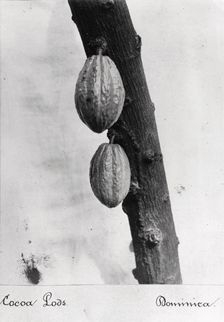Cocoa pods on a bush, Dominica, 1897