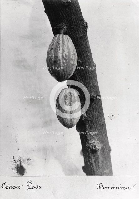 Cocoa pods on a bush, Dominica, 1897. Artist: Unknown