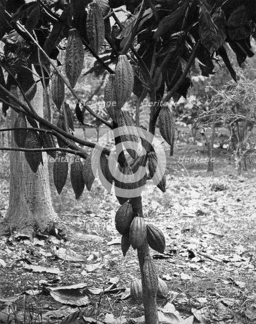 Cocoa tree, Jamaica, c1905.Artist: Adolphe Duperly & Son
