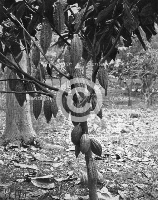 Cocoa tree, Jamaica, c1905.Artist: Adolphe Duperly & Son