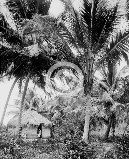 Cocoanut palms, Puerto Rico, c1903. Creator: Unknown.