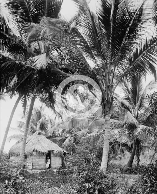 Cocoanut palms, Puerto Rico, c1903. Creator: Unknown.