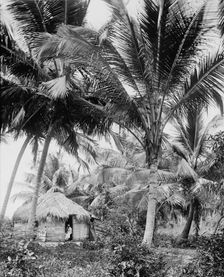 Cocoanut palms, Puerto Rico, c1903. Creator: Unknown