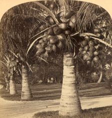Cocoanut Trees in the white sands of Florida. USA c1900. Creator: Underwood & Underwood