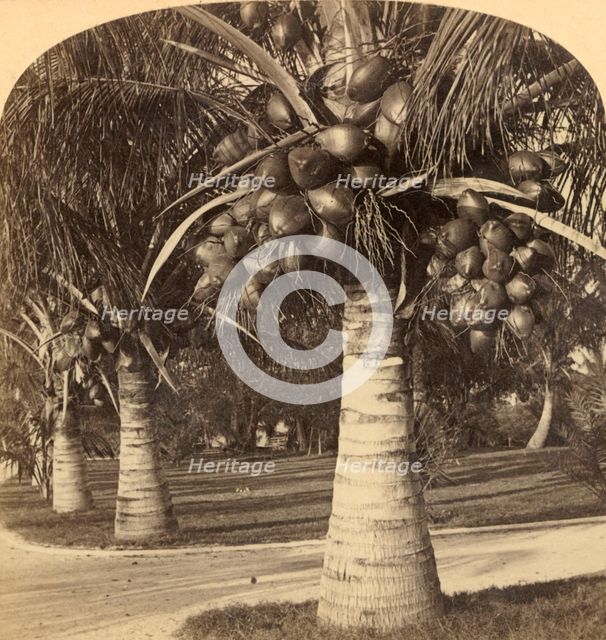 'Cocoanut Trees in the white sands of Florida. USA', c1900. Creator: Underwood & Underwood.