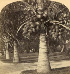 Cocoanut Trees in the white sands of Florida. USA c1900. Creator: Underwood & Underwood