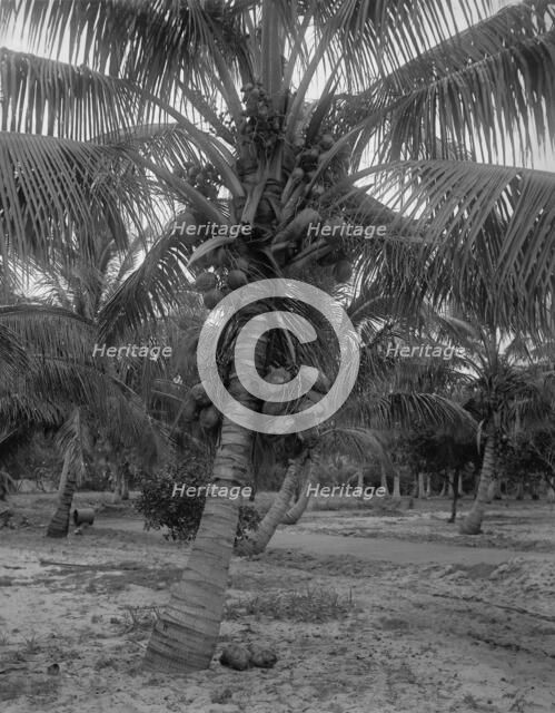 Cocoanut trees, Lake Worth, Fla., between 1880 and 1897. Creator: William H. Jackson.