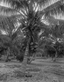 Cocoanut trees, Lake Worth, Fla., between 1880 and 1897. Creator: William H. Jackson