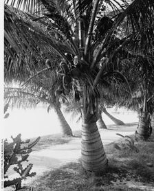 Cocoanut trees, Palm Beach, Fla., between 1900 and 1906. Creator: Unknown