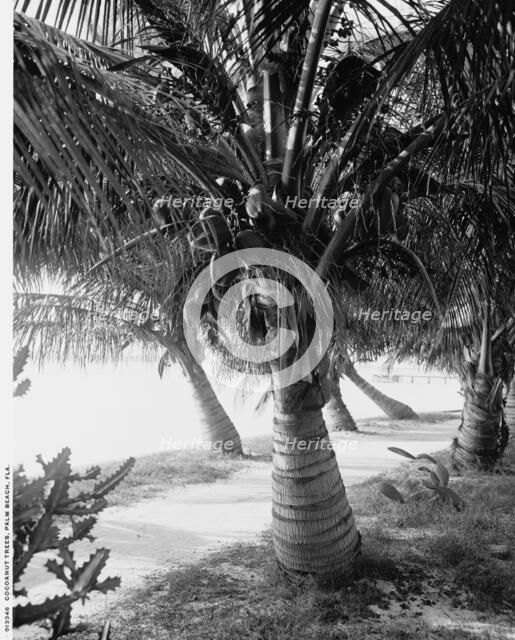 Cocoanut trees, Palm Beach, Fla., between 1900 and 1906. Creator: Unknown.