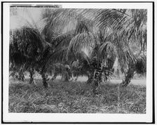 Cocoanuts and pineapples, Lake Worth, Fla., between 1880 and 1897. Creator: William H. Jackson