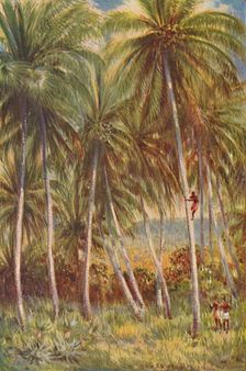 Coco-nut Palms 1924