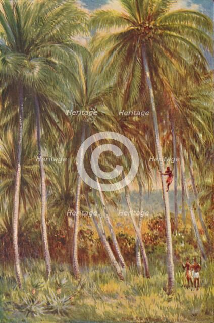 'Coco-nut Palms', 1924. Artist: Unknown.