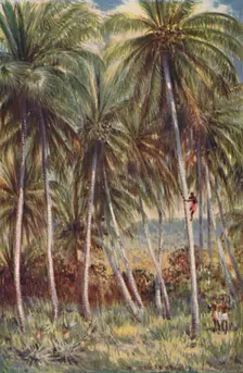 Coco-Nut Palms in Northern Queensland 1923. Creator: Unknown