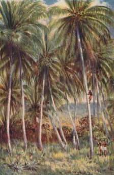 Coco-Nut Palms in Northern Queensland 1923. Creator: Unknown