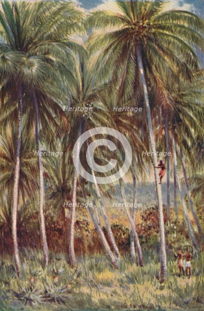 'Coco-Nut Palms in Northern Queensland', 1923. Creator: Unknown.