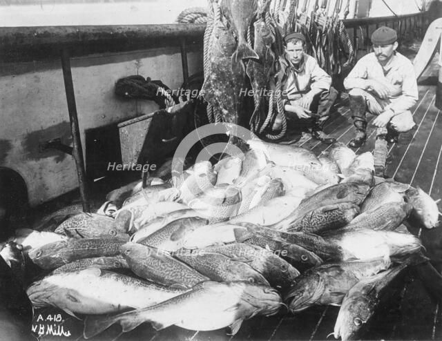 Cod and halibut, between c1900 and c1930. Creator: Unknown.