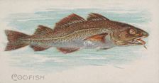 Codfish, from the Fish from American Waters series (N8) for Allen & Ginter Cigarettes Brands, 1889. Creator: Allen & Ginter