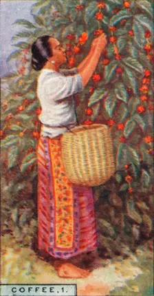 Coffee, 1. - Gathering the Berries, East Indies 1928
