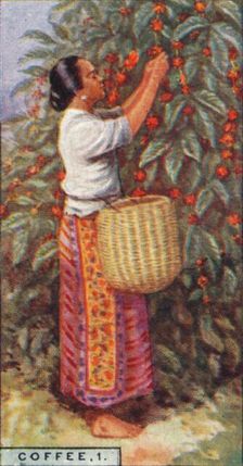 Coffee, 1. - Gathering the Berries, East Indies 1928