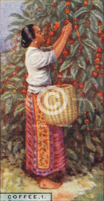 'Coffee, 1. - Gathering the Berries, East Indies', 1928. Artist: Unknown.
