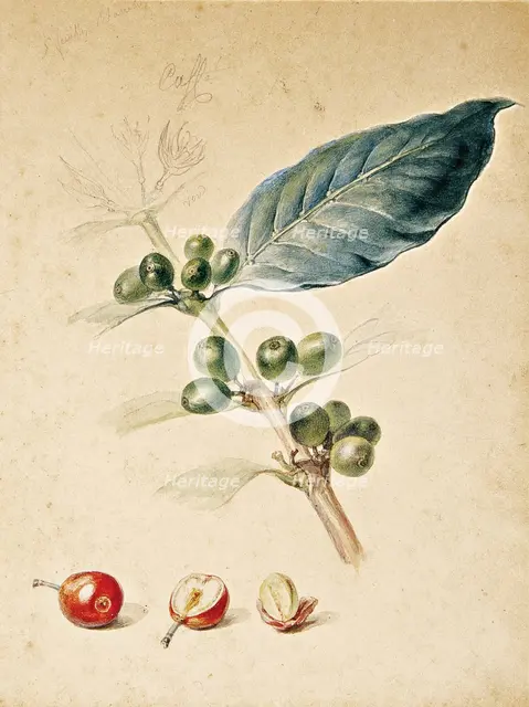 Coffee, c1818. Creator: Debret, Jean-Baptiste (1768-1848).