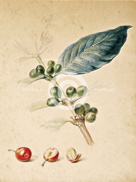 Coffee, c1818. Creator: Debret, Jean-Baptiste (1768-1848).