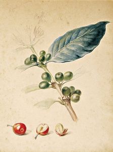 Coffee, c1818. Creator: Debret, Jean-Baptiste (1768-1848)