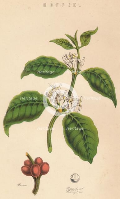 'Coffee', c19th century. Artist: Unknown.