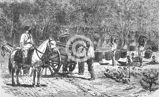'Coffee Gathering; Rio De Janeiro and the Organ Mountains', 1875. Creator: Thomas Woodbine Hinchliff.