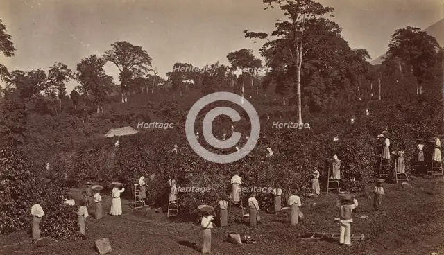 Coffee Harvesting, Las Nubes-Guatemala, 1875. Creator: Eadweard J Muybridge.