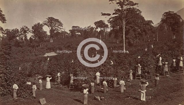 Coffee Harvesting, Las Nubes-Guatemala, 1875. Creator: Eadweard J Muybridge.