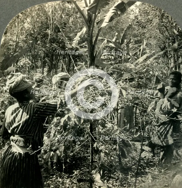 'Coffee Pickers at Work, Plantation Scene in Guadeloupe, French West Indies', c1930s. Creator: Unknown.