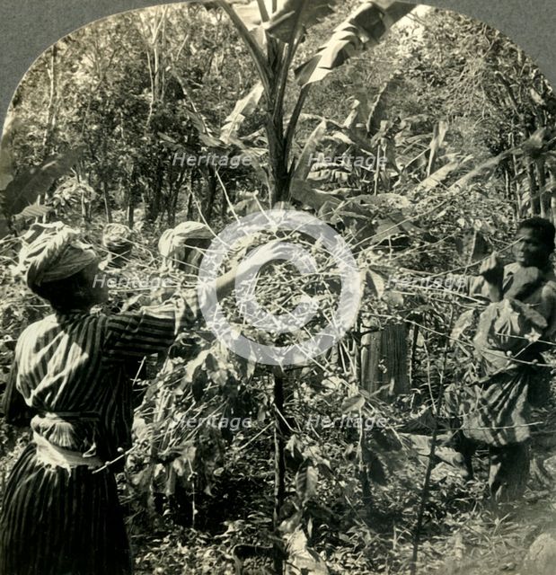 'Coffee Pickers at Work, Plantation Scene in Guadeloupe, French West Indies', c1930s. Creator: Unknown.