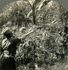 Coffee Pickers at Work, Plantation Scene in Guadeloupe, French West Indies c1930s. Creator: Unknown